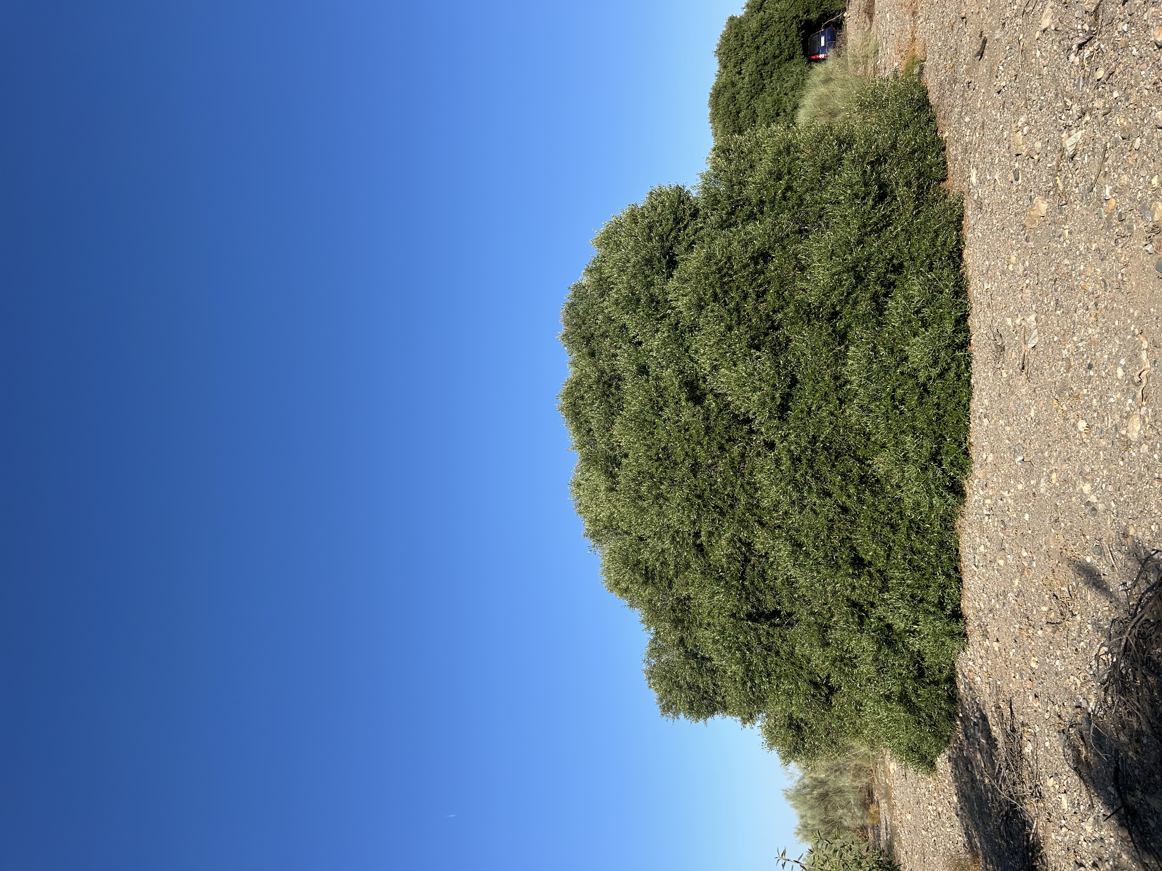 El Superviviente, olivo en ladera soleada