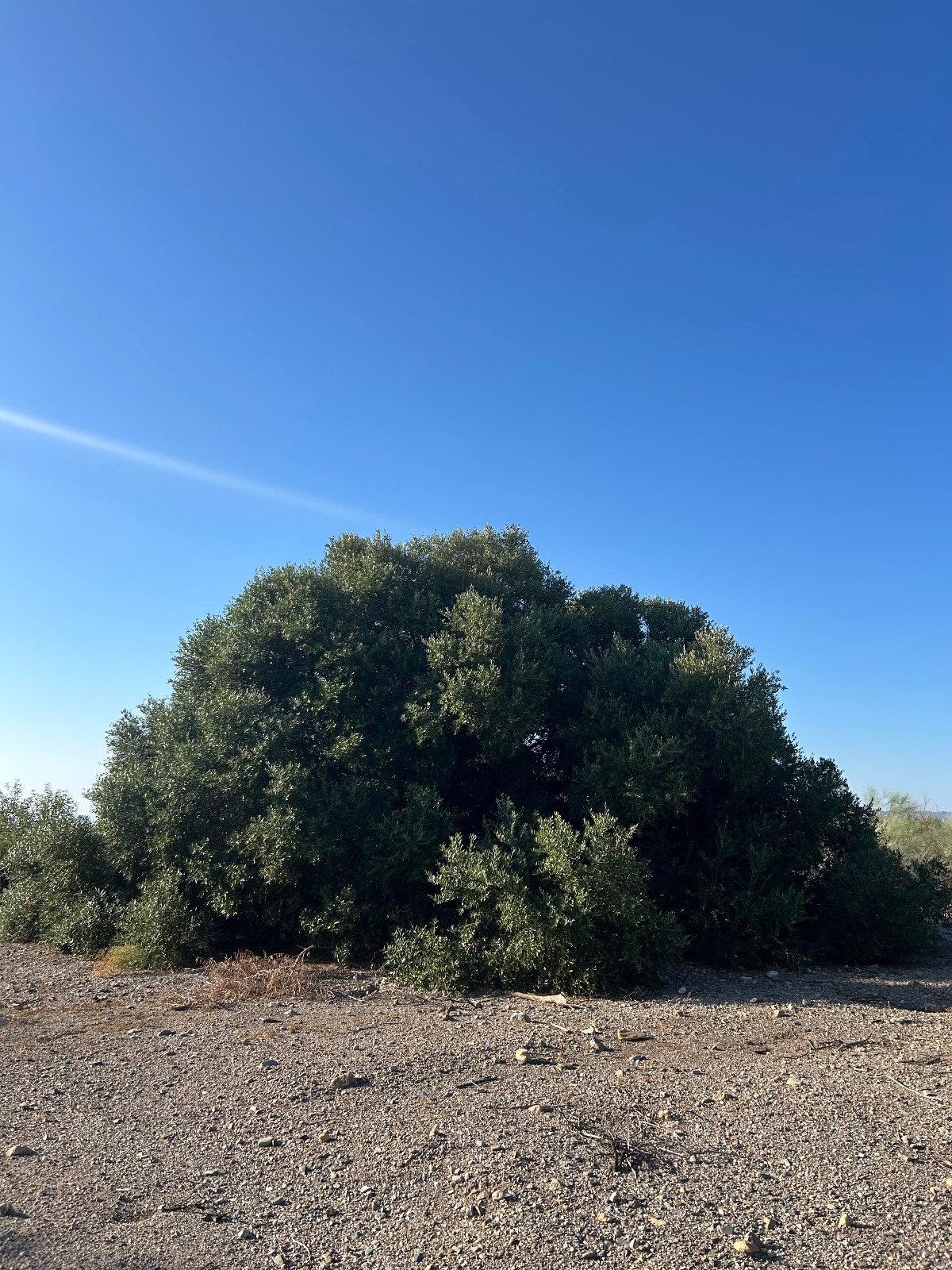 El Ramblizo de los Tordos