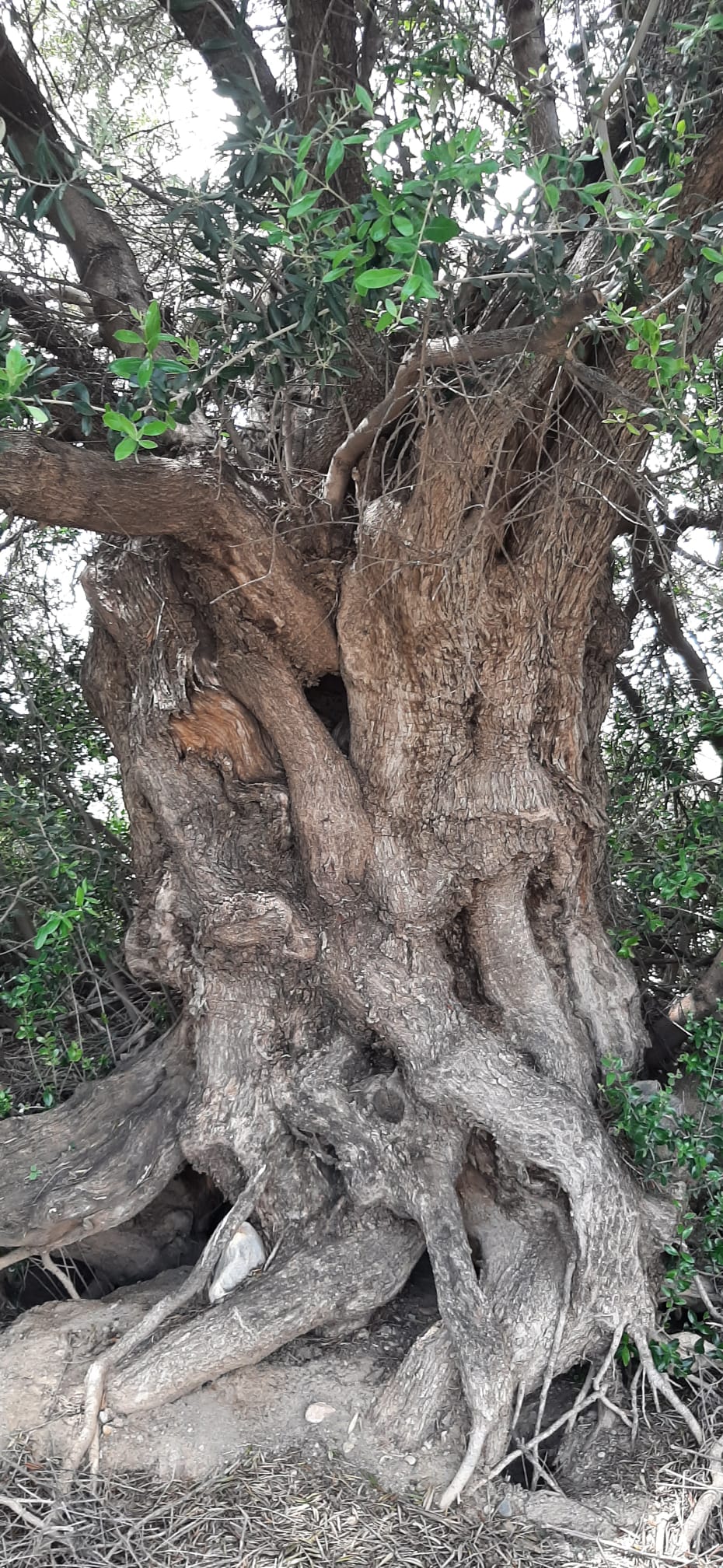 Detalle del tronco retorcido de un olivo milenario